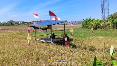 Ahli Waris Giman Bangun Gubuk dan Pasang Garis Police line di Lahan Sawah Miliknya