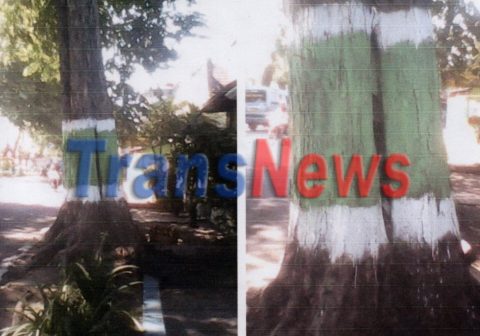 Pohon Akasia raksasa depan warga di ruas jalan Nasional Pasuruan - Probolinggo membahayakan lingkungan, Selasa (20/6)