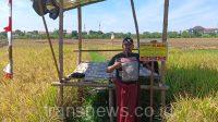 Ahli Waris Giman Bangun Gubuk dan Pasang Garis Police line di Lahan Sawah Miliknya 1