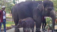 KBS Miliki Hewan Baru Anak Gajah Bernama Rocky Balboa