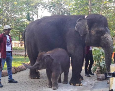 KBS Miliki Hewan Baru Anak Gajah Bernama Rocky Balboa